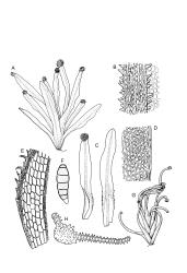 Image: R.C. Wagstaff © Landcare Research 2014 